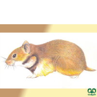  گونه هامستر طلایی برانت Brandts Hamster